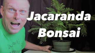 Jacaranda Bonsai From Seed 2.5 Years Old