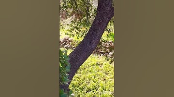 #تلاوة_خاشعة للقارئ الشيخ #سعد_الغامدي ما تيسر من #سورة_البقرة ، #القرآن_الكريم . #surah_al_baqara