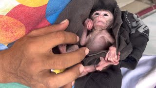 This newborn baby monkey is too small and weighs 150 grams