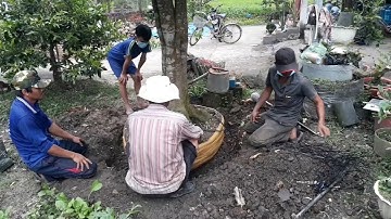 cách bứng cây khế chua thật đơn giản