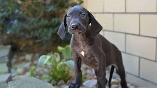 Great Dane Wants Attention Compilation