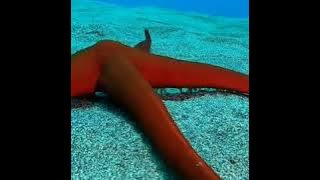 Seastar || Starfish || Bintang Laut