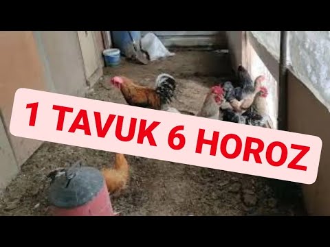 GURK TAVUĞUN GURKLUĞU NASIL GEÇER??? 1 TAVUK 5 HOROZ | DEV HOROZUN KÜMESİNİ TEMİZLEDİM | 🐔🦆🦢🐓👀✔