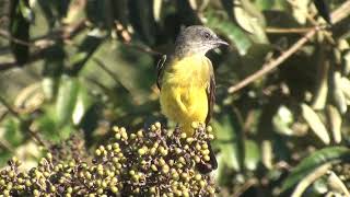 Dusky-chested Flycatcher (Myiozetestes luteiventris) - Bem-te-vi- barulhento