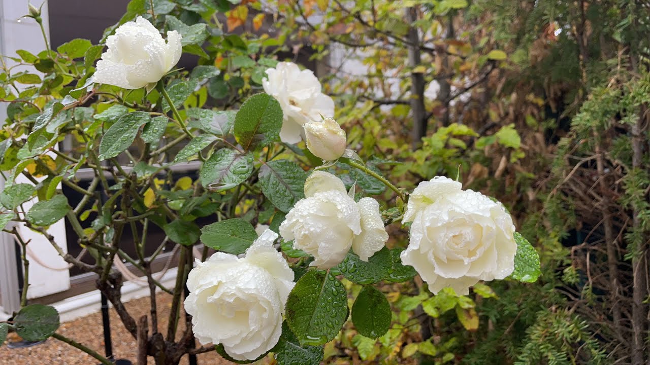 Fall Rose Care YouTube