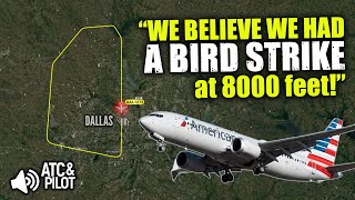 BIRD STRIKE AFTER THE RUNWAY! American Boeing 737 returns to Dallas [Real ATC]