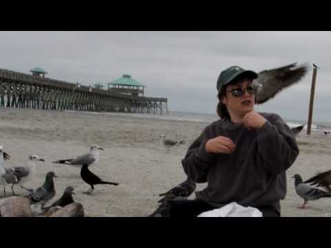 birds at Folly Beach