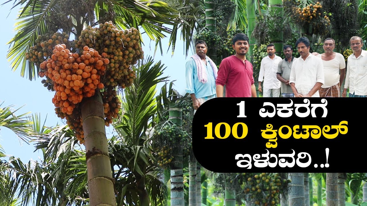 1 100 How To Get 100 Quintal 1 100 How To Get 100 Quintal