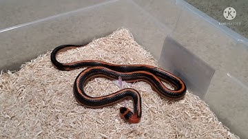 Warning!!! Live Feeding. Snake Eating a Mouse