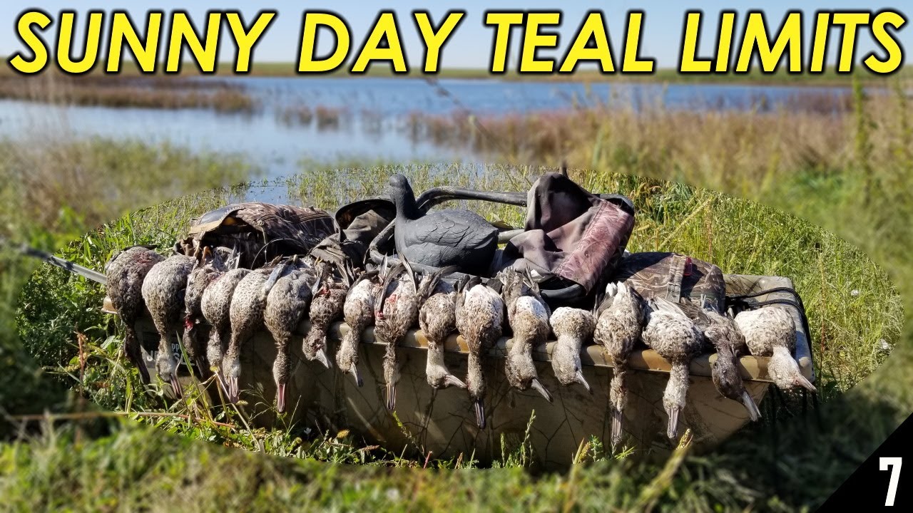 Sunny Day Teal Limits Nebraska Duck Hunting 2019 YouTube