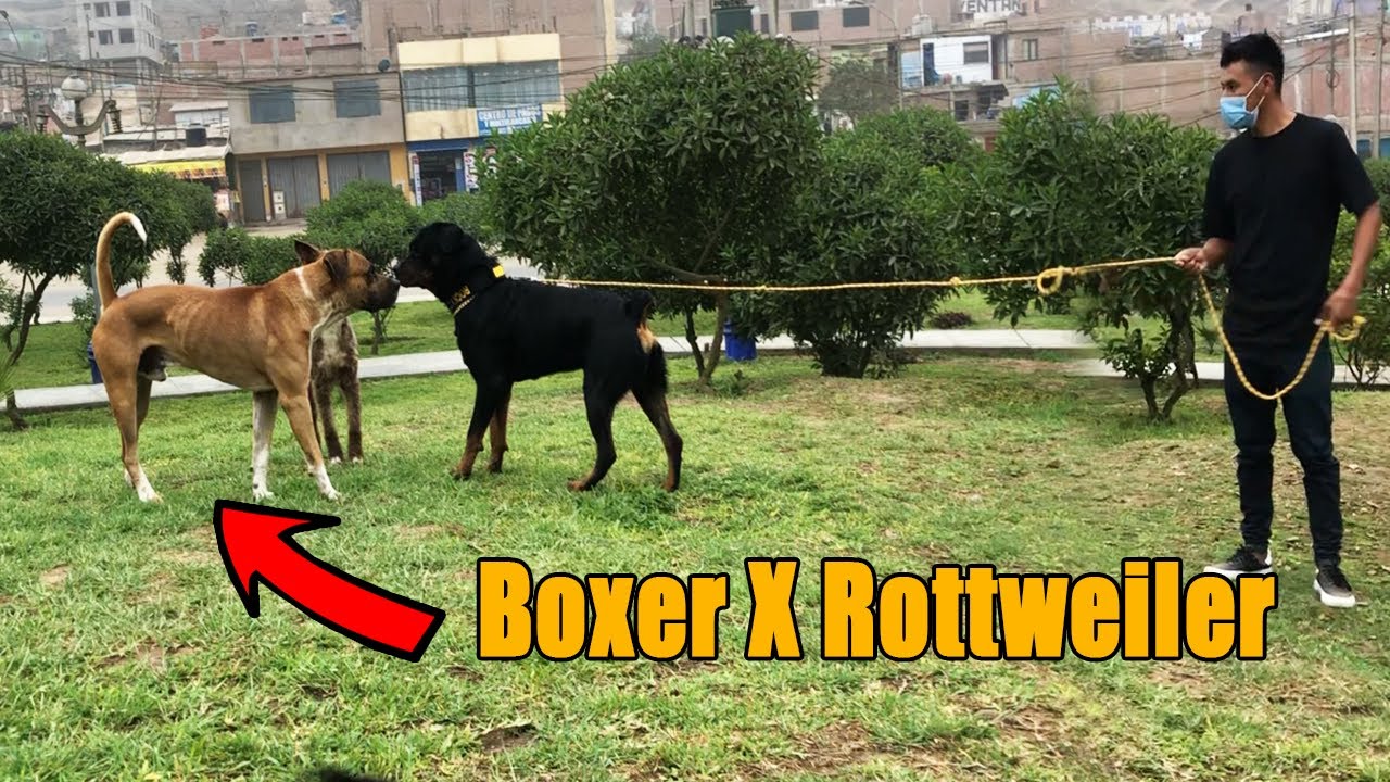 SACANDO A PASEAR A MI ROTTWEILER CACHORRO - San Bernardo - Perros tipo bull - boxer x Rottweiiler