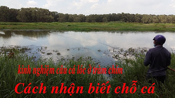 Kinh Nghiệm Câu cá lóc ở Tràm Chim|Cách Nhận Biết Chỗ có cá|Nguyentrongtv