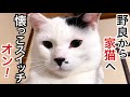 モーモー牛柄の元野良猫､ついに懐っこスイッチ入る!