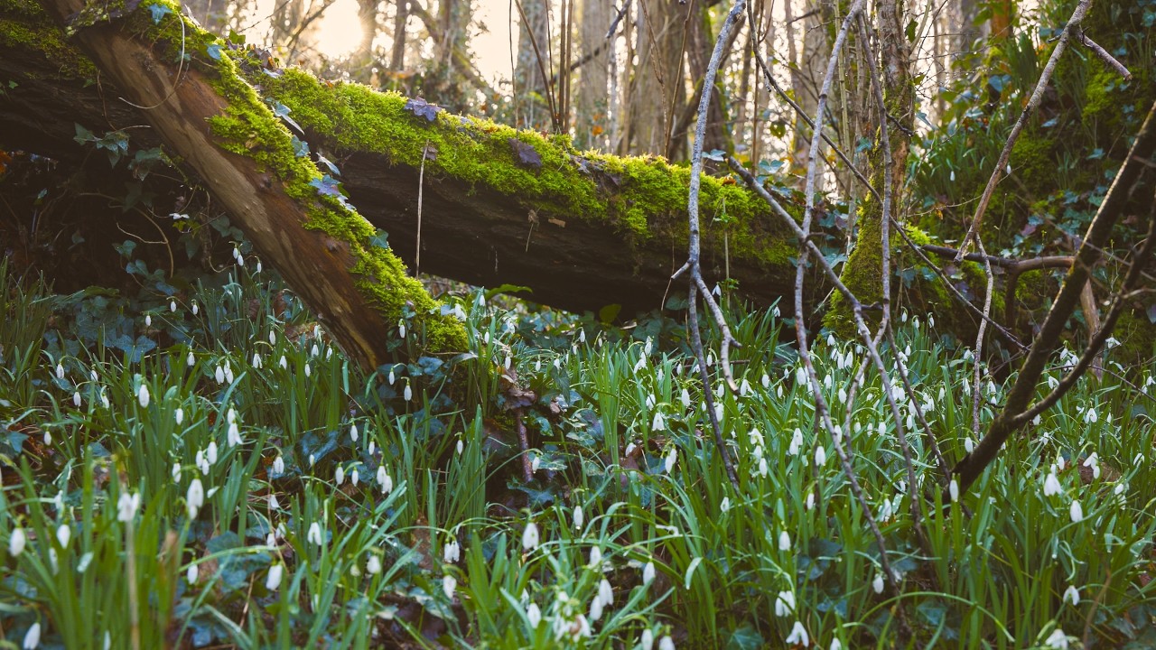 After the Rain — Flowing Water and Bright Moss in France