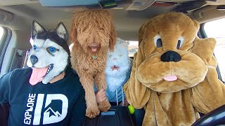 Husky Surprises Cat & Puppy With Funny Dancing Car Ride!