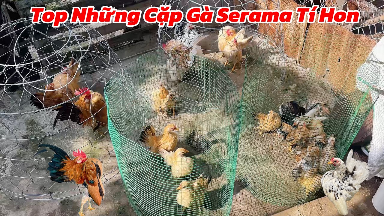 Chăm sóc đàn gà và lên 5 cặp gà SERAMA tí hon đẹp