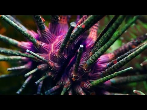 Don't Give Up Video