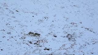 Snow Leopard Cubs of Himalayas