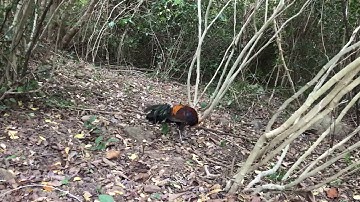 Bẫy gà rừng rặc mới nhất cái kết gặp bổi rừng rặc đang thay lông nên không có sung