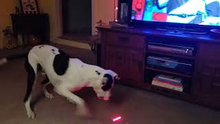 Tucker and the evil red dot.