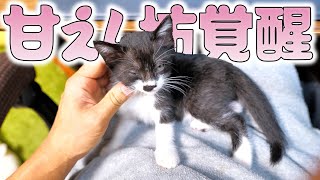 黒鼻ちゃんはボス吉以上の甘えん坊💕白鼻ちゃんは🐈🐈【仲良し子猫姉妹の成長記録】