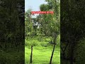 तुम्ही रानात कधी पहिलात का | Comment karun nakki sanga #mastitime0909 #kokan