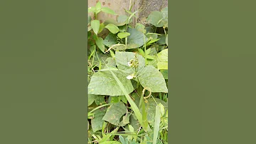 Shorts Short Viral Trending Video Wild Beautiful Flower Flowers Green Leaves Love Nature 