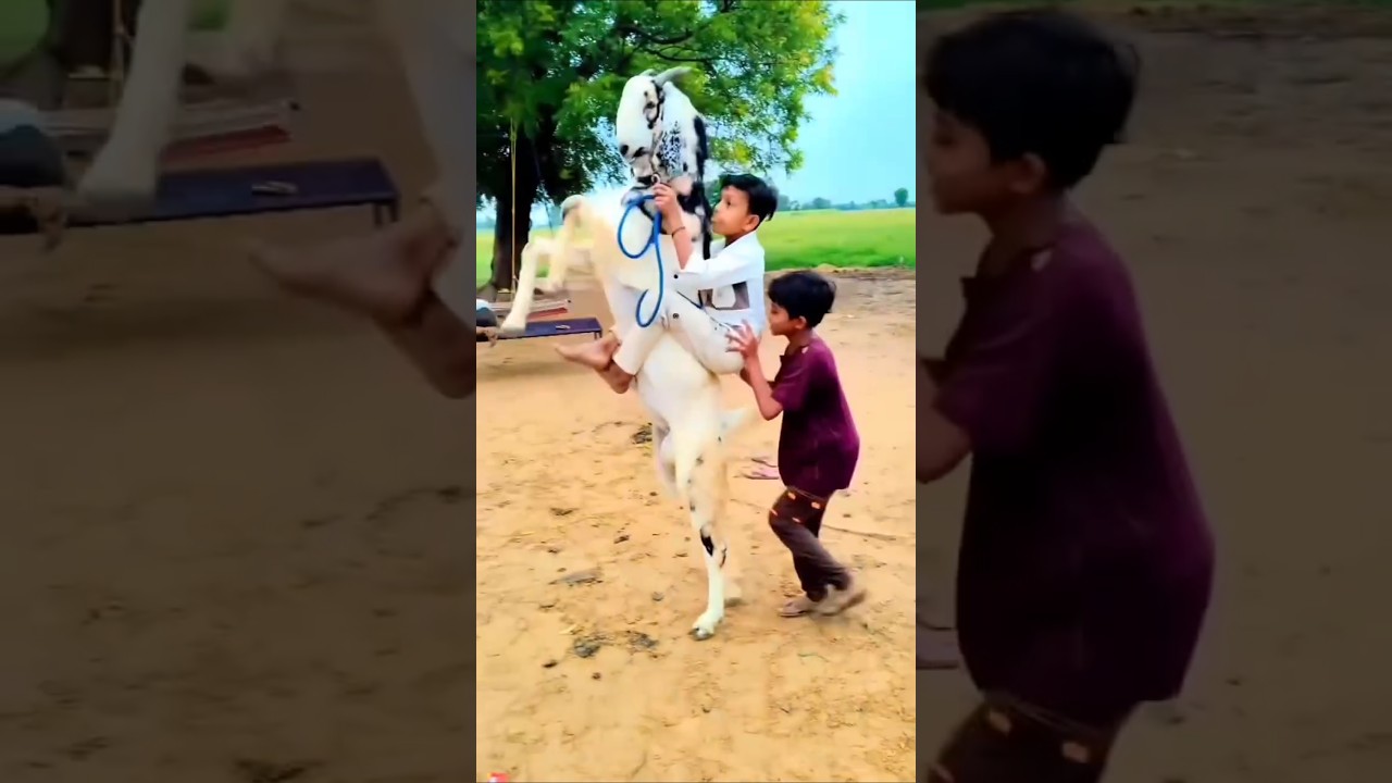 goat riding 