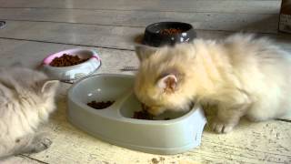 20Juni Eetuh Ties Eet Nog Beetje Lastiger