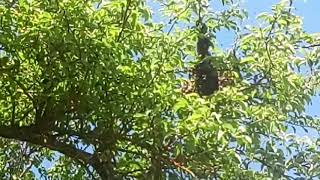 Arı Oğul Vermiş ,Nasıl Alırız Oradan ,Kara Kara Düşünüyoruz.hayırlısıyla Alınır Da Biraz Zorlanarak.