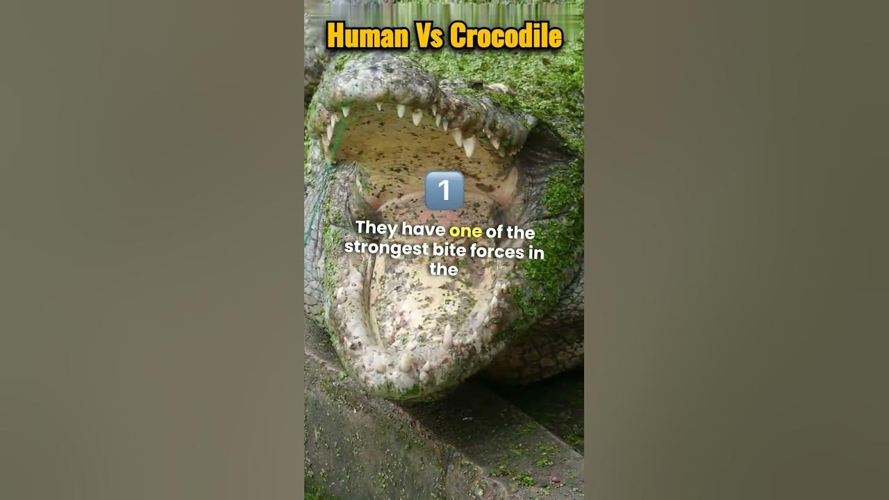 can-a-human-beat-a-crocodile-shorts-science-facts-youtube