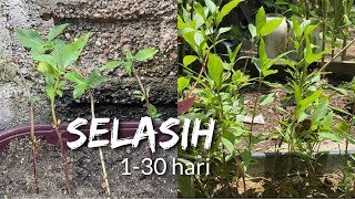 Download lagu TANAM SELASIH (HARI PERTAMA HINGGA TUAI)