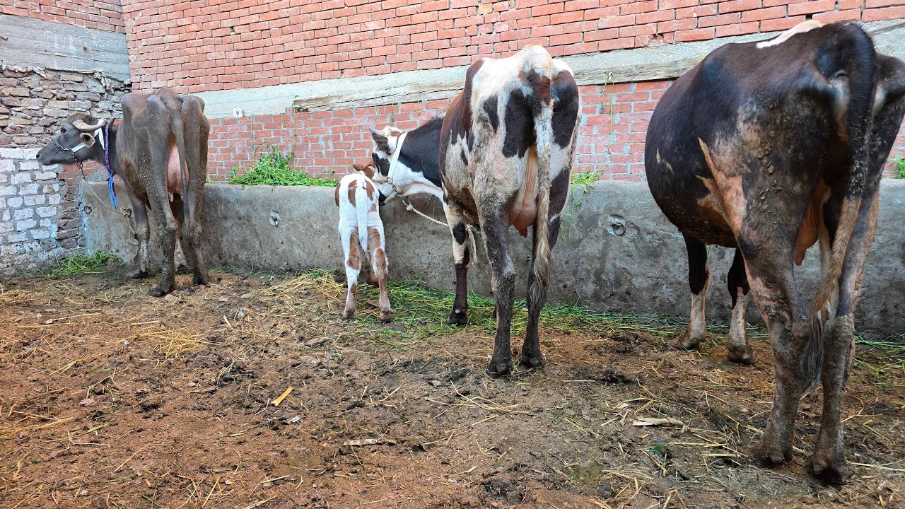 بالعند في التجار المعلم علاء ابو اليزيد بيقدم ارخص الاسعار في البقر والجاموس الوالد وعجلات براون