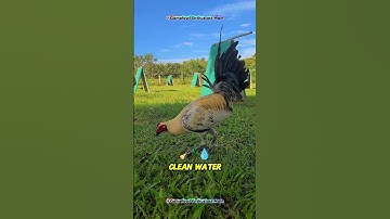 Raising Chickens Naturally: My Daily Routine with Happy Backyard Chickens