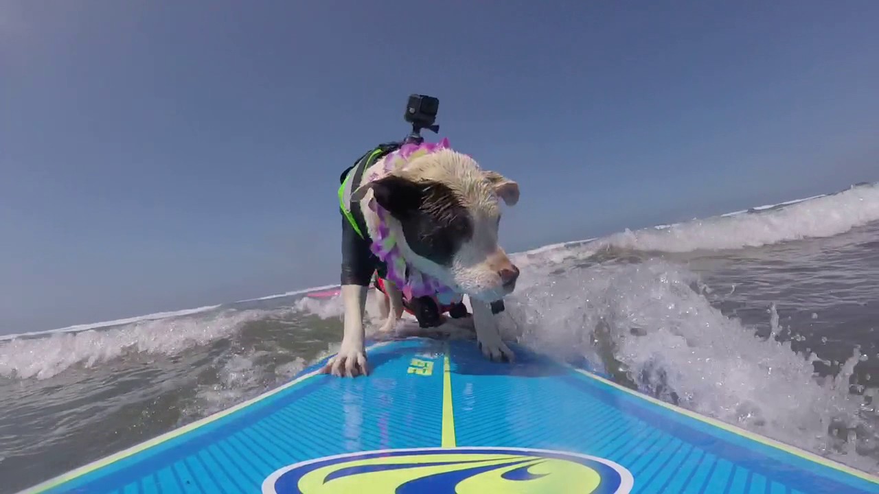 video phone beyonce mp3 Dogs Go Surfing