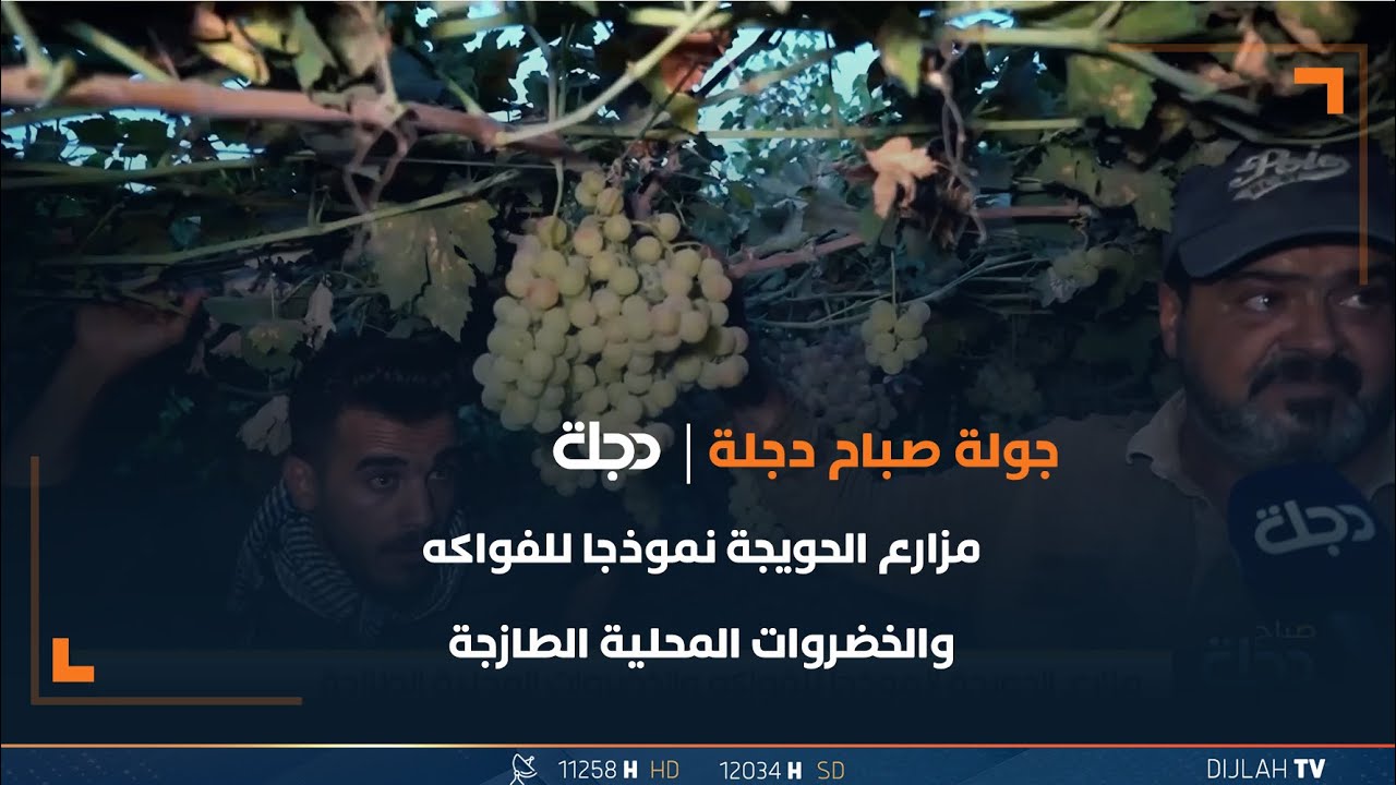 مزارع الحويجة نموذجاً للفواكه والخضروات المحلية الطازجة