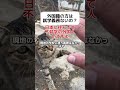 【まじか】外国籍の子供は就学義務がない？ #shorts