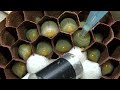 Hornet Vespa Velutina Larvae Making Scraping Sounds With Their Mandibles 