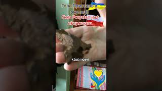 Гола Пристань .Війна і окупація.Полякам трохи про війну.