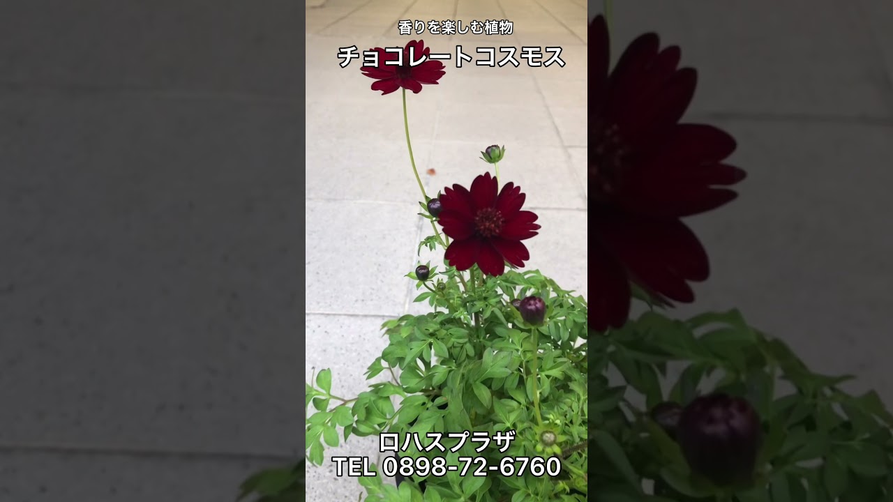 チョコレート好きにはたまらない 見た目も香りもチョコレートの植物 チョコレートコスモス Youtube チョコレート好きにはたまらない 見た目も香りもチョコレートの植物 チョコレートコスモス Youtube