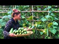 Harvest vegetables, tubers, fruits and sell them all within a day - Lý Mai Farmer