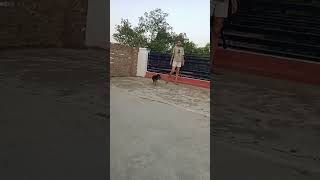 bairi |#shortsfeed #shortsvideo #doglover #juli