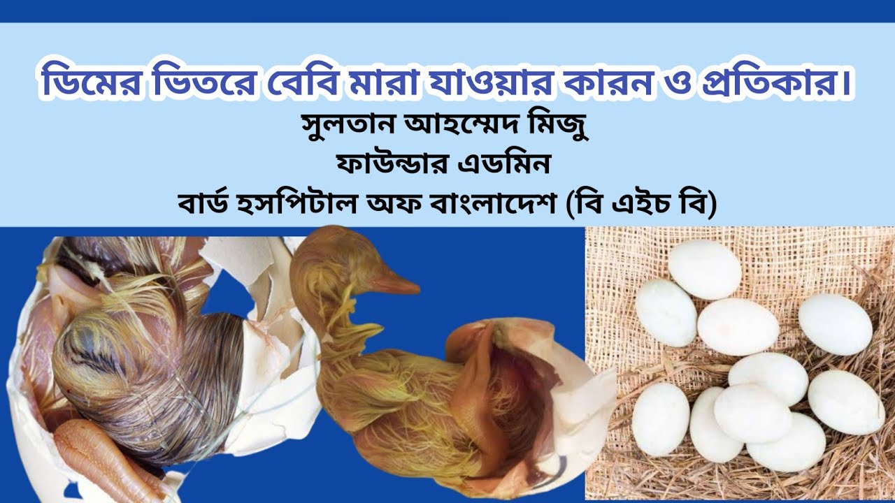 Dead in Shell I ডিমের ভেতরে পাখির বাচ্চা মারা যাওয়ার কারন ও প্রতিকার I ...
