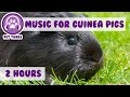 Over 2 Hours of Guinea Pig Music! Relax Your Guinea Pig with Soothing Music. EXTRA LONG VIDEO