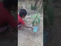 बागवानी #bagwanikikheti #apple #kaju   #appleplant #काजू #cashew #jharkhand #daltonganj #banaras