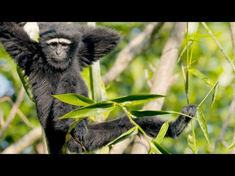 How Fast Can Gibbons Swing Through the Forest