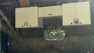  Lahos Sa Dughan Ang Igopinusilan Ni Kap Dodong Bucolgibutyag Sa Mga Staff Ni Kap