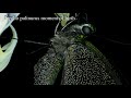 Papilio palinurus moment of birth/Момент рождения Парусник Палинур