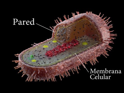 Video: ¿Las bacterias atípicas tienen pared celular?