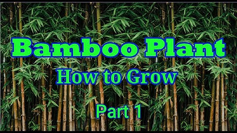 How to grow Bamboo Part 1/Propagation and Care
